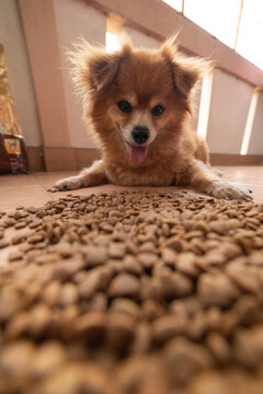 An image of adorable brown dog with pink tongue is looking to pile of dog food pellet on the floor