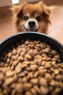 An image of adorable brown dog is waiting for owner to feed dog food pellets in black bucket