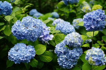 Blue Hydrangea flower on blurred background - 青い紫陽花の花