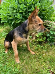 german shepherd dog