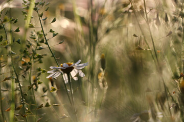 Beautiful wild flowers growing in spring meadow