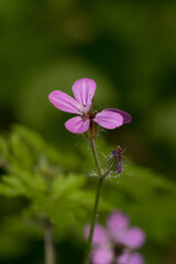 Polne kwiaty wiosna maj. © jacekstagun