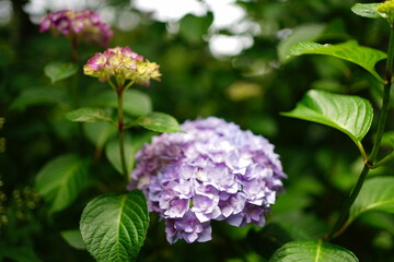Purple Hydrangea flower on blurred background - 紫色の紫陽花の花