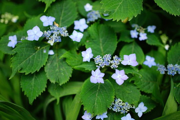 Blue Hydrangea flower on blurred background - 青い紫陽花の花