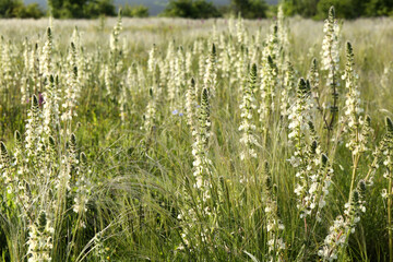 Beautiful flowers growing in meadow on sunny day