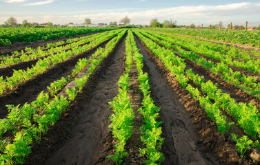 Fototapeta na wymiar Carrot plantations grow in the field. Vegetable rows. Growing vegetables. Landscape with agricultural land. Green plant agriculture. Farming. Selective focus
