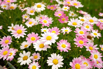 Obraz premium Pink and White Margarette Flower - 白 ピンク マーガレット 花 