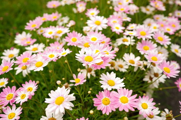 Fototapeta premium Pink and white Margaret flower - 白とピンクのマーガレットの花 