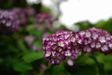 Obraz premium Purple Hydrangea flower on blurred background - 紫色の紫陽花の花