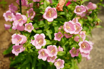 background of pink flowers called Bellflowers or campanula in spring - 乙女 桔梗 ピンクの花