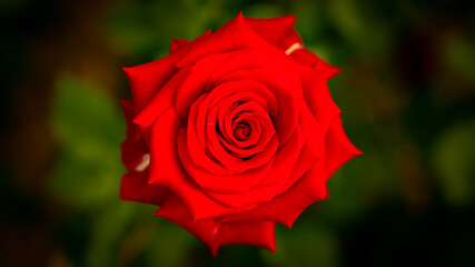 single red rose