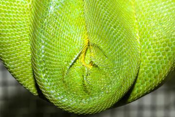Obraz premium close up green snake skin