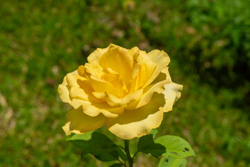 nature yellow roses in the garden
