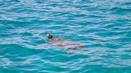 Fototapeta premium Caretta caretta turtle in zakynthos greece