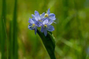 The Lily of the Nile or Agapanthus campanulatus produces flower