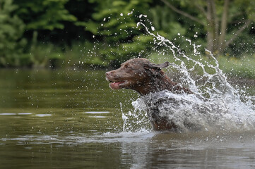 Brauner Labrador Retriever im Wasser (seitlich) © MaKo