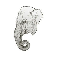Hand drawn elephant head isolated on white