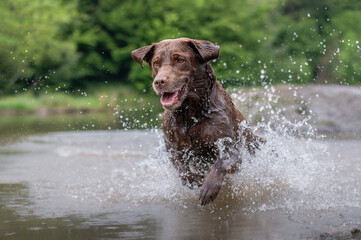 Brauner Labrador Retriever läuft durchs Wasser