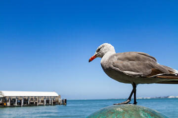 Profule of a California gull (Larus californicus) by San Francisco Bay