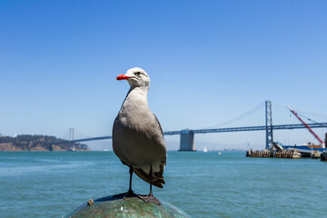 California gull (Larus californicus) and the San Francisco-Oakland Bay Bridge in the background