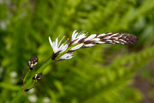 Portrait of flowering asphodelus albus, common name white asphodel plant in the spring garden