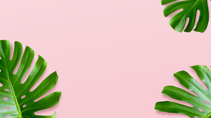 Fototapeta na wymiar Tropical leaves monstera on pink background. Top view and copy space