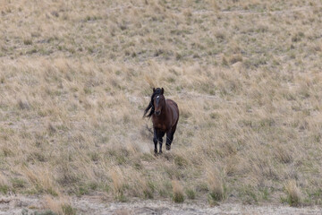 Wild Horse Stallion in the Utah Desert