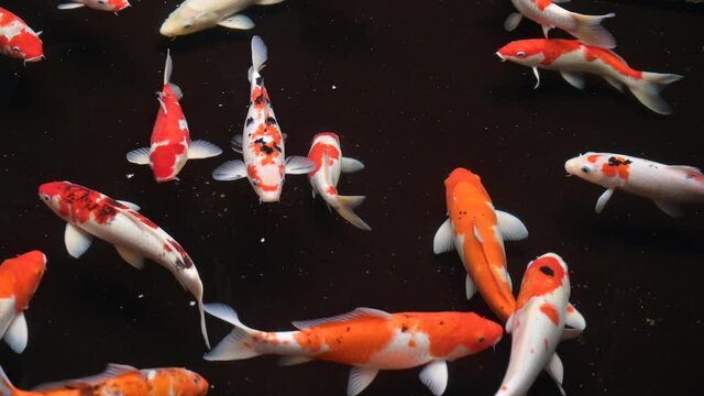 Koi fish cinematic footage with dark background