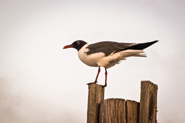 black headed gull