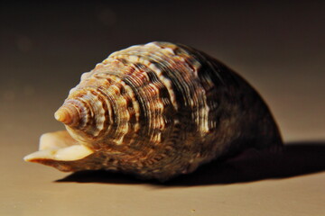 Seashell macro over a glossy surface with lateral illumination and its shade