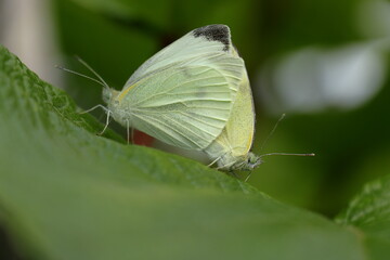 A couple of white butterflies mating on a leaf