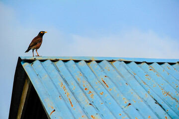 Bird and Roof
