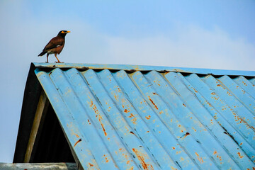 Bird and Roof