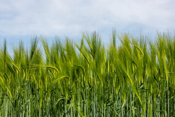 Green Cereal Crops against a Blue Sky