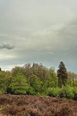 Forest edge with coniferous and deciduous trees in a heath landscape under a dark cloudy sky.
