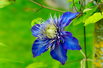 Single flower in bloom of a beautiful large purple violet Clematis - Multi blue flower in the garden - Powered by Adobe