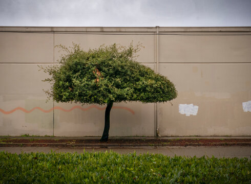 tree in a garden