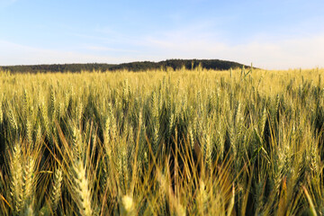 Wheat growing in a field on rural farmland in Germany on a summer evening.
