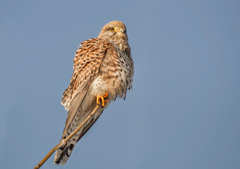 Turmfalke auf einem Ast