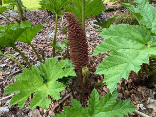The Giant rhubarb (Gunnera tinctoria), Chilean rhubarb, Chile-Mammutblatt, Chile-Rhabarber, La nalca, Pangue or Divovska rabarbara (The Botanical Garden of the University of Zurich, Switzerland)