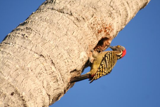 Woodpecker Bird at Bayahibe, Dominican Republic