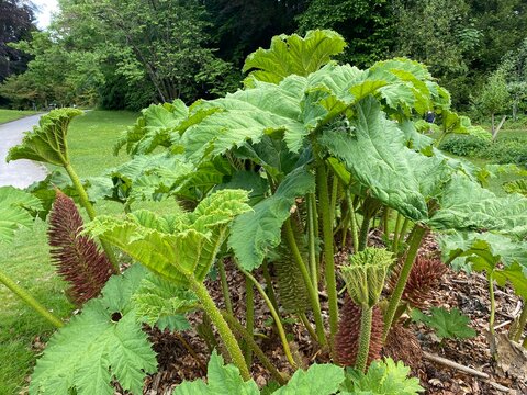 The Giant rhubarb (Gunnera tinctoria), Chilean rhubarb, Chile-Mammutblatt, Chile-Rhabarber, La nalca, Pangue or Divovska rabarbara (The Botanical Garden of the University of Zurich, Switzerland)