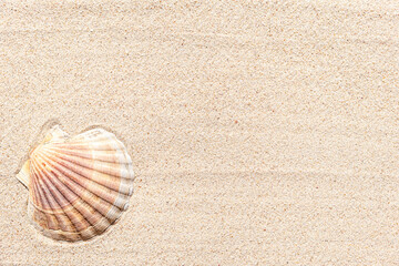 Sea shell on sand background, top view with copy space