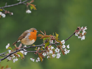 Robin (Erithacus rubecula), isolated on the branch of wild cherry (Prunus avium), in bloom with blurred background in spring