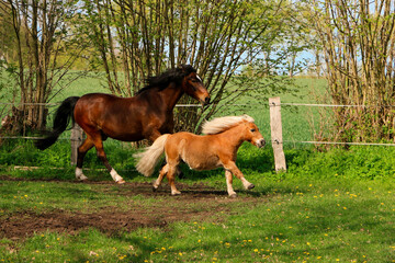 two different tall horses are running on the paddock