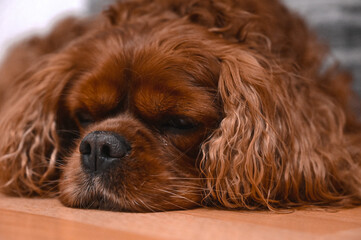 A brown Cavalier King Charles Spaniel dog lying on the ground