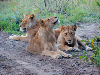family of free lions, in the wild, in the African wild