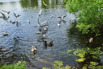ducks on the lake