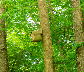 bird house on tree