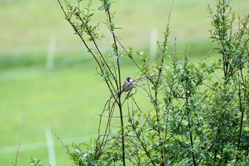 Spatz aus einem Ast